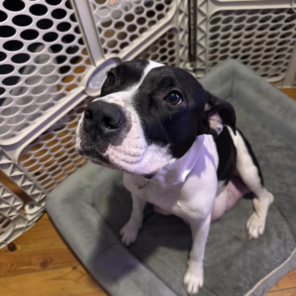 Enlarge Brigid, a Adoptable mixed breed in Hohenwald, TN image 4/5