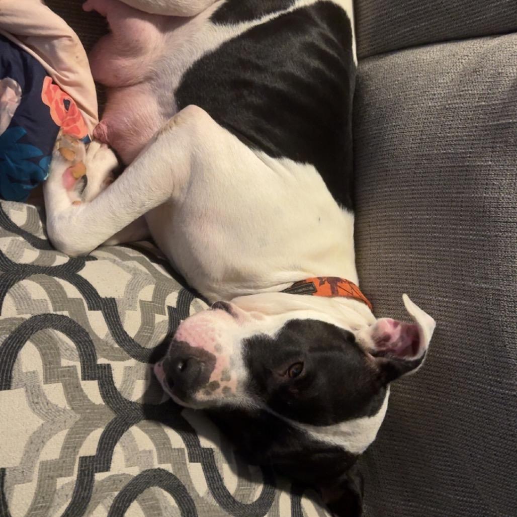 Enlarge Brigid, a Adoptable mixed breed in Hohenwald, TN image 5/5