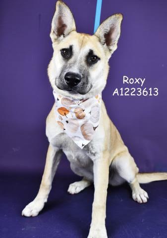 Enlarge Roxy -- URGENT!!, a Adoptable mixed breed in Thousand Oaks, CA image 1/1
