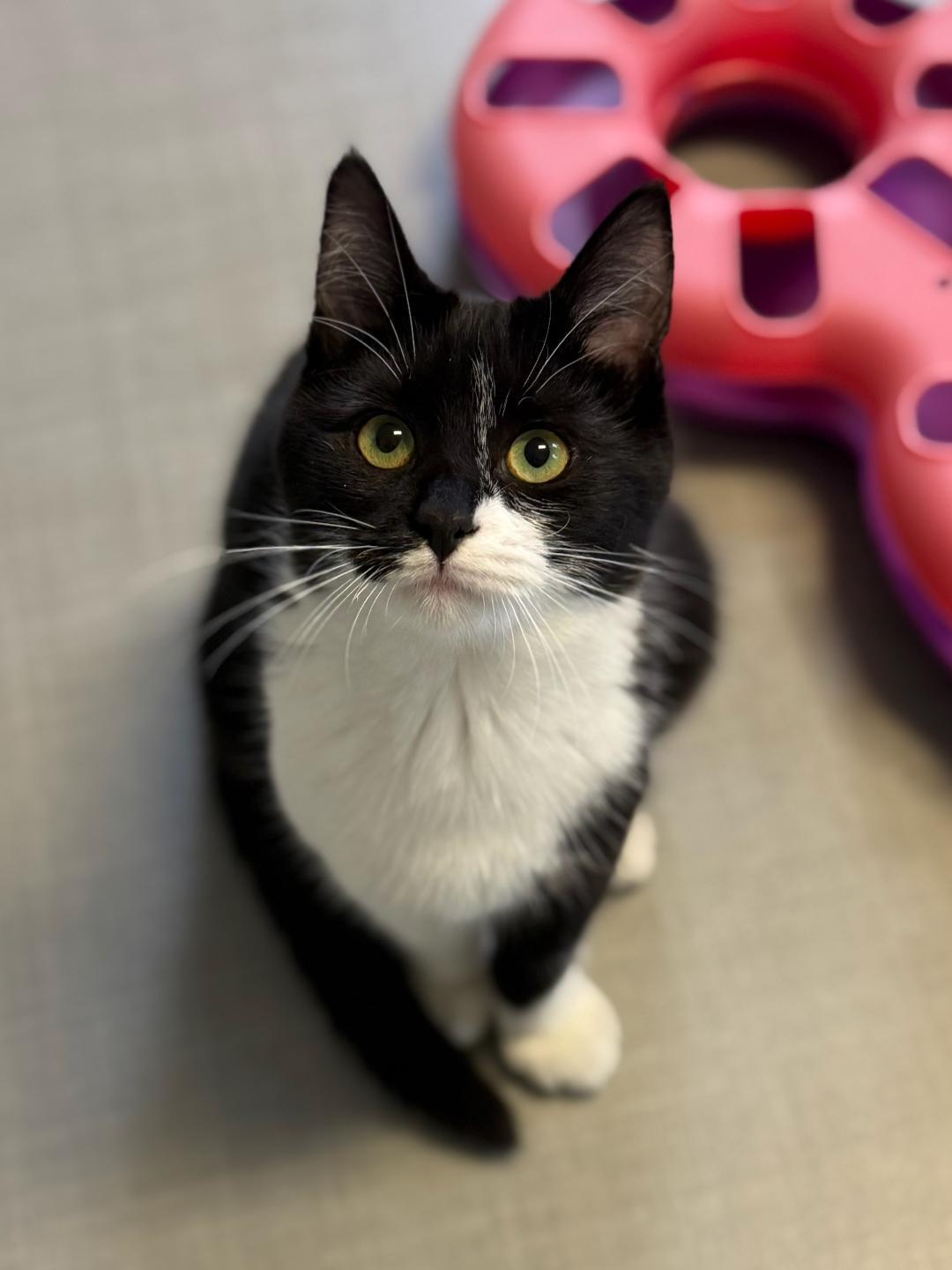 Enlarge Jean, an adopted Domestic Short Hair in Greensburg, PA image 1/4