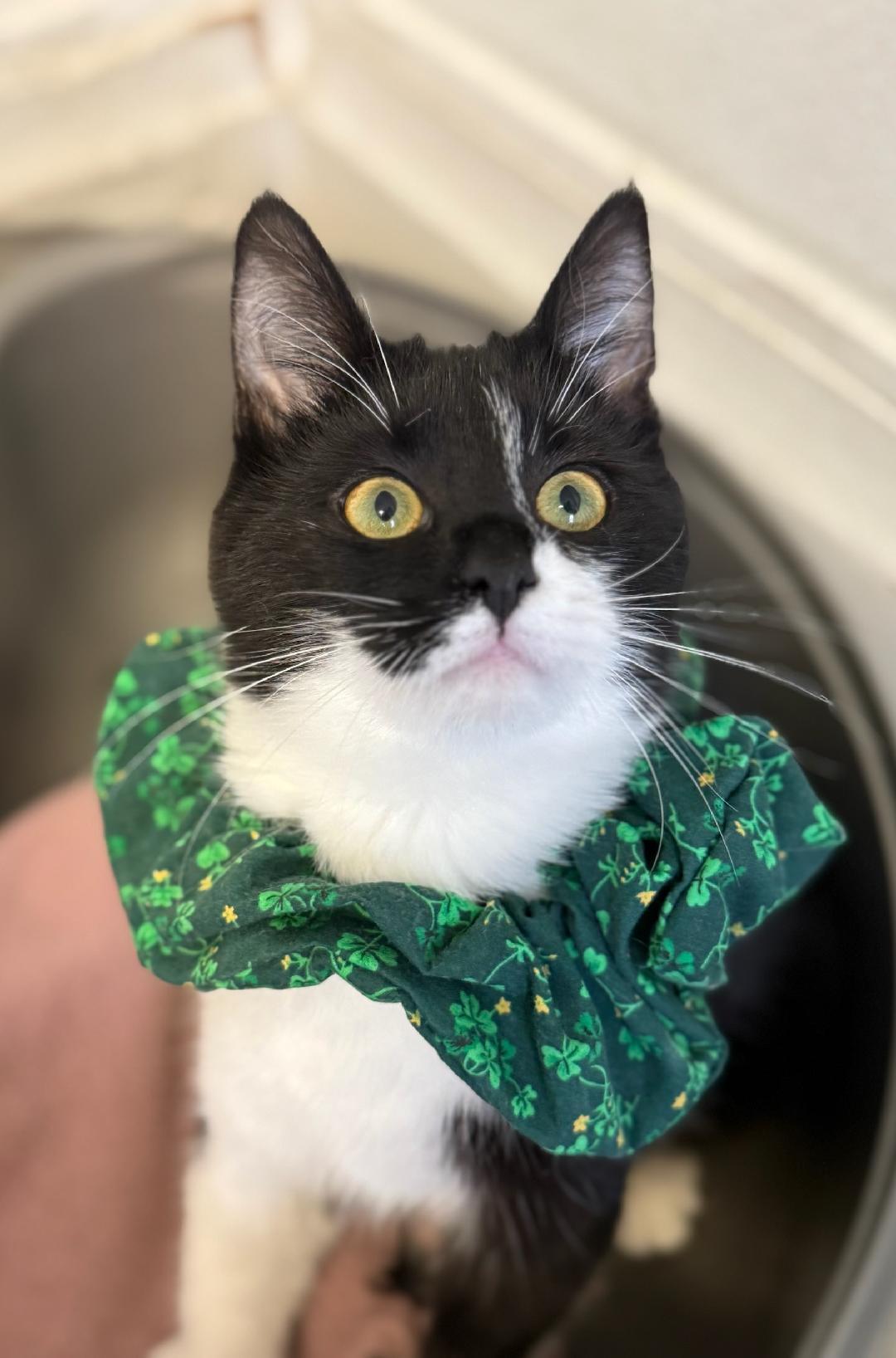 Enlarge Jean, an adopted Domestic Short Hair in Greensburg, PA image 2/4