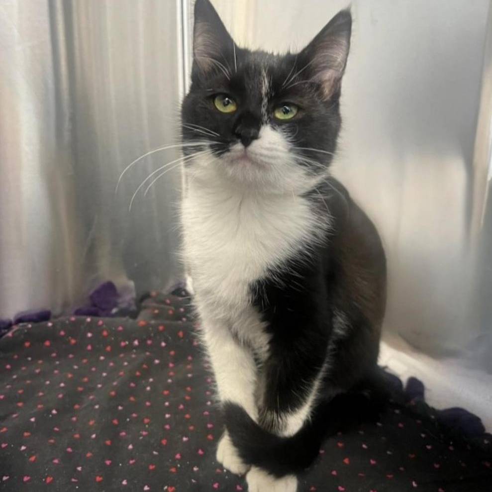 Enlarge Jean, an adopted Domestic Short Hair in Greensburg, PA image 3/4