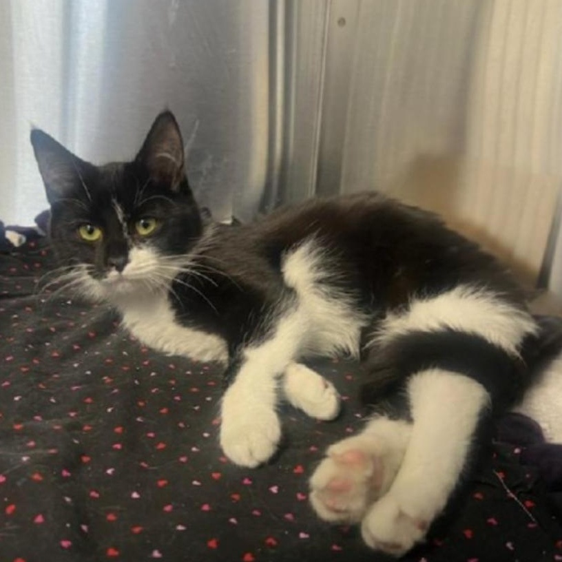 Enlarge Jean, an adopted Domestic Short Hair in Greensburg, PA image 4/4