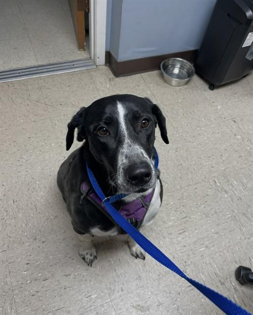 WYNONNA, Adoptable, Adult Female Labrador Retriever & Mixed Breed.