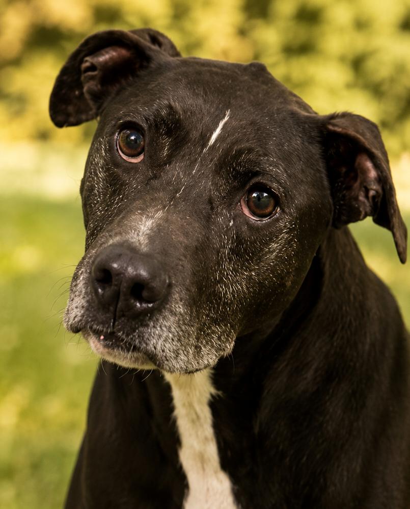 Enlarge Kai El, a ADOPTABLE mixed breed in Rogersville, TN image 2/3