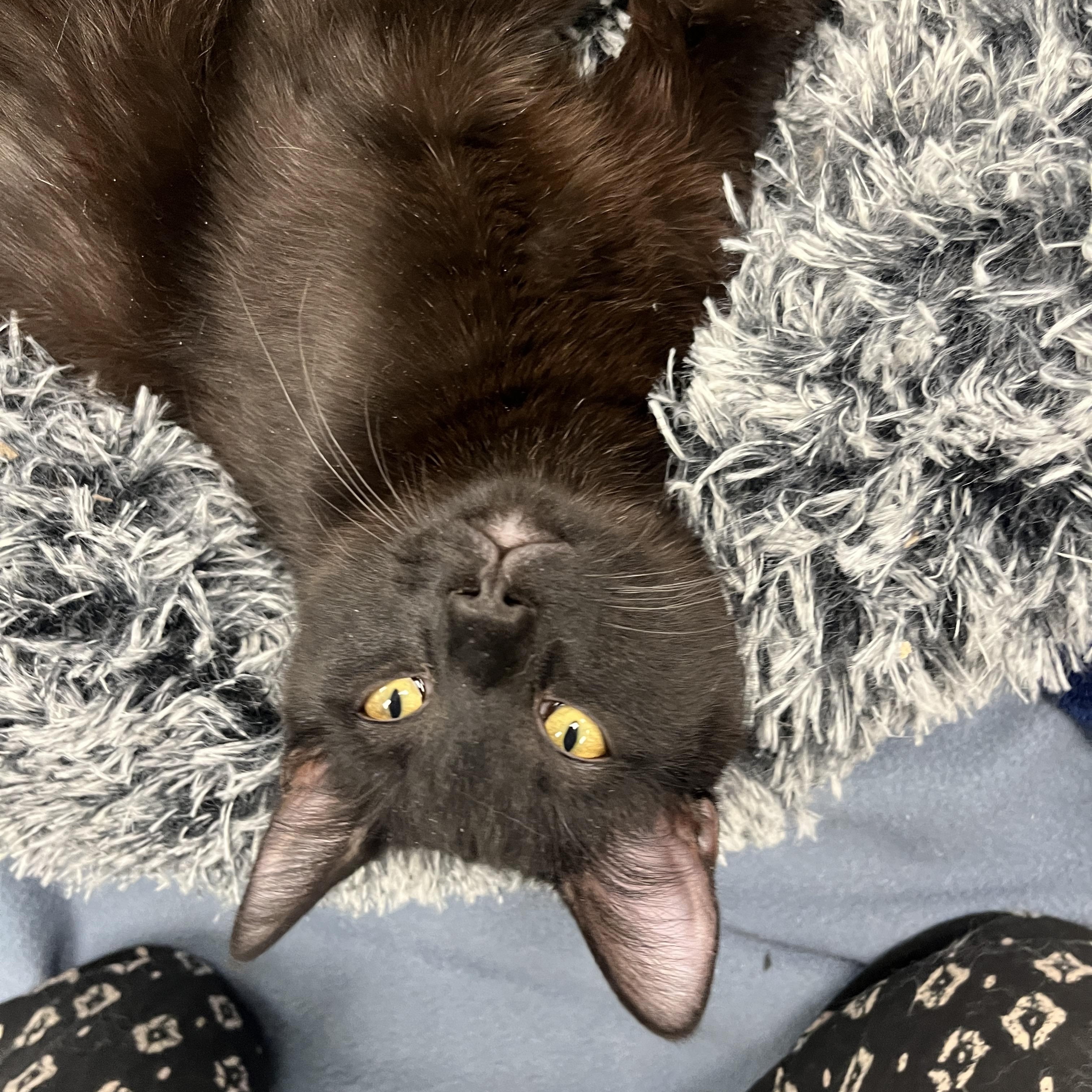 Spooky, an adoptable Domestic Short Hair in Mount Pleasant, IA, 52641 | Photo Image 2