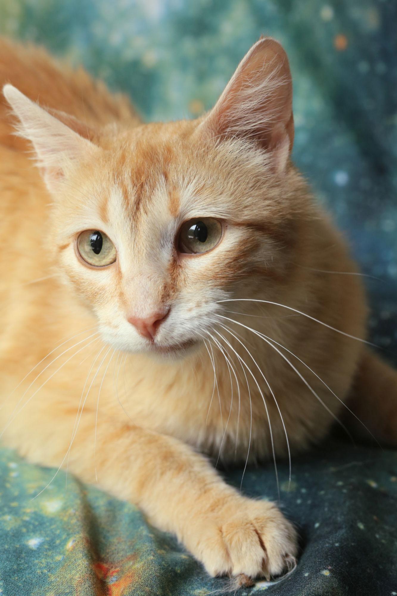 Gondola, Adopted, Young Female Domestic Short Hair.