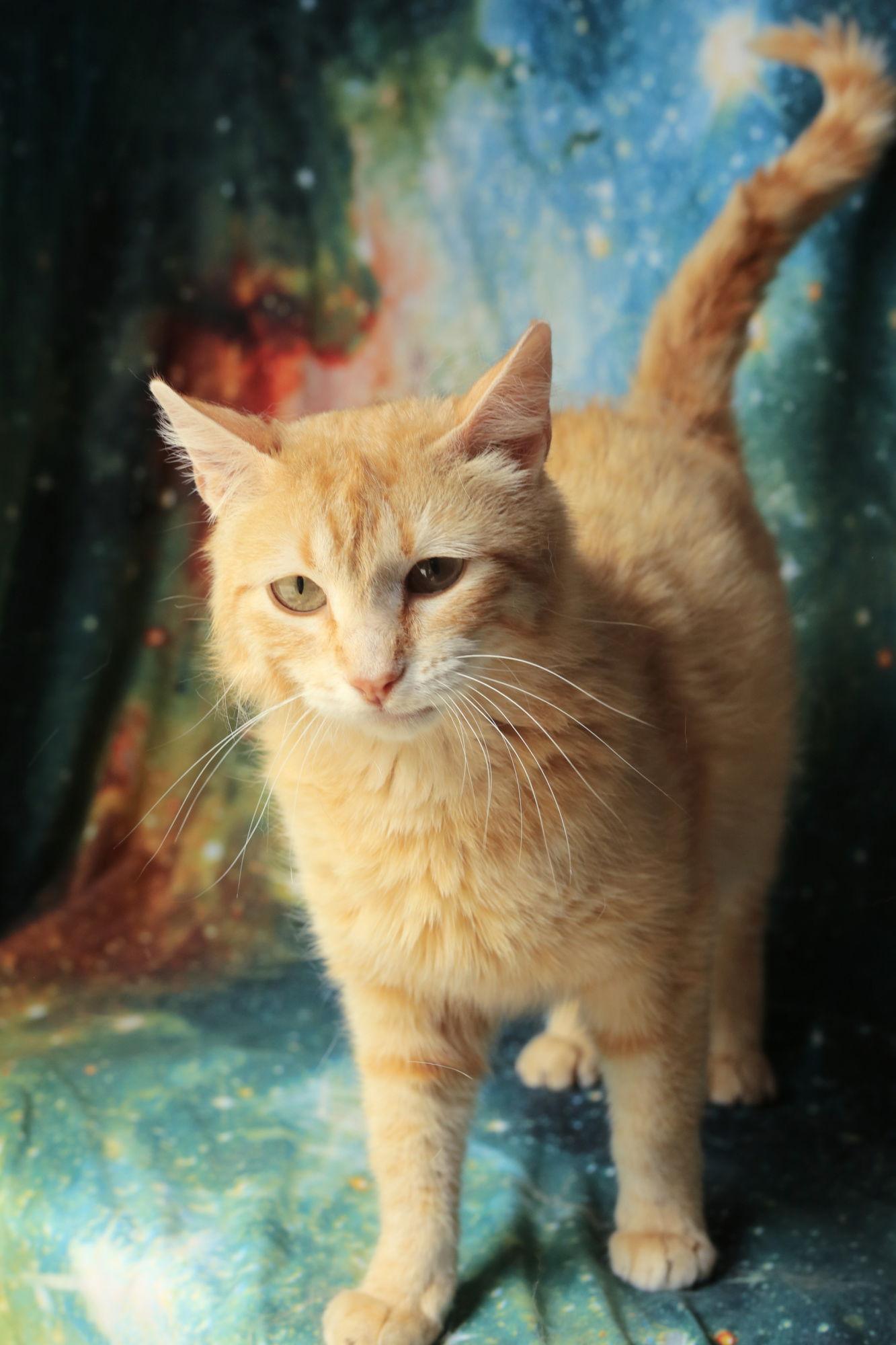 Enlarge Gondola, a Adopted Domestic Short Hair in New Prague, MN image 2/3