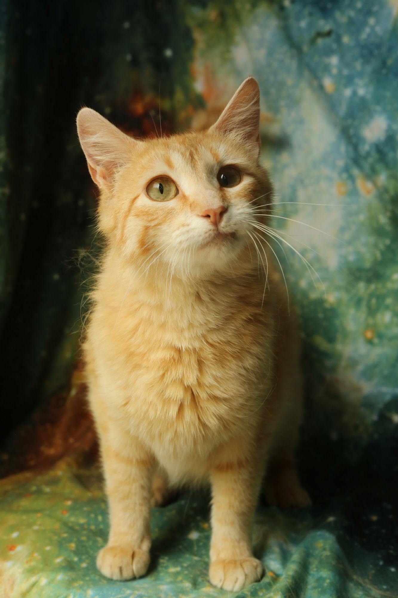 Enlarge Gondola, a Adopted Domestic Short Hair in New Prague, MN image 3/3