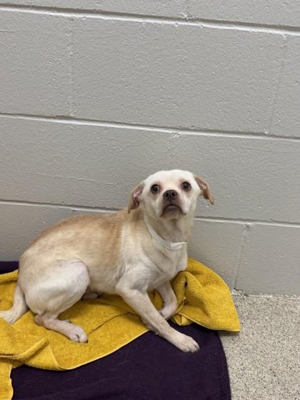 Enlarge Eban, a Adoptable mixed breed in Harbor Springs, MI image 1/1