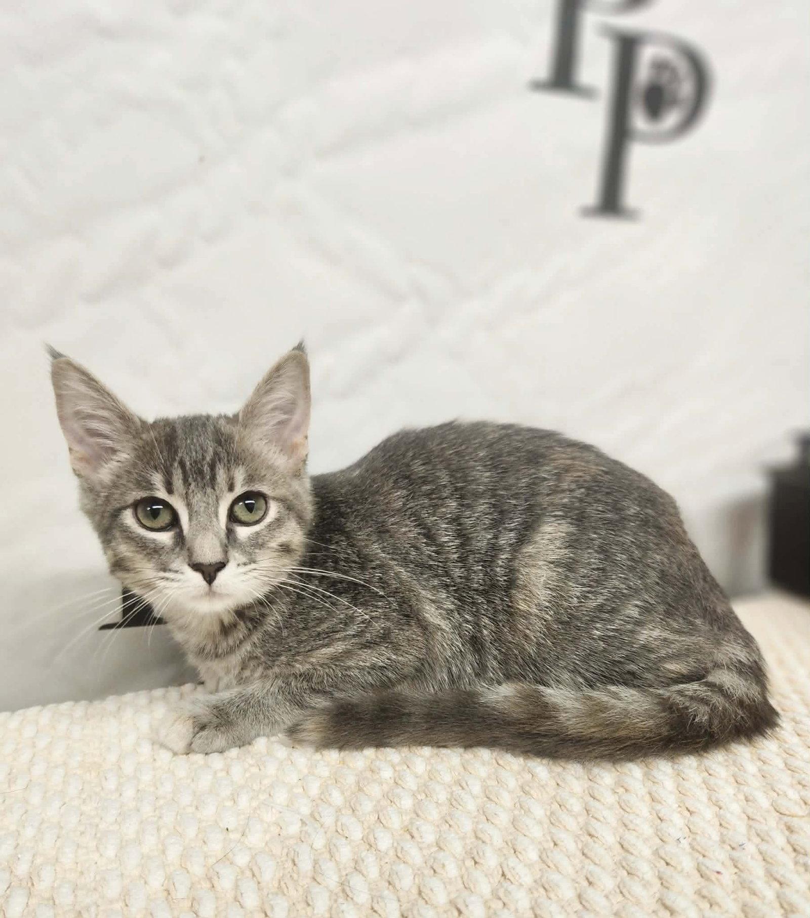 Charlotte, Adoptable, Kitten Female Domestic Short Hair.