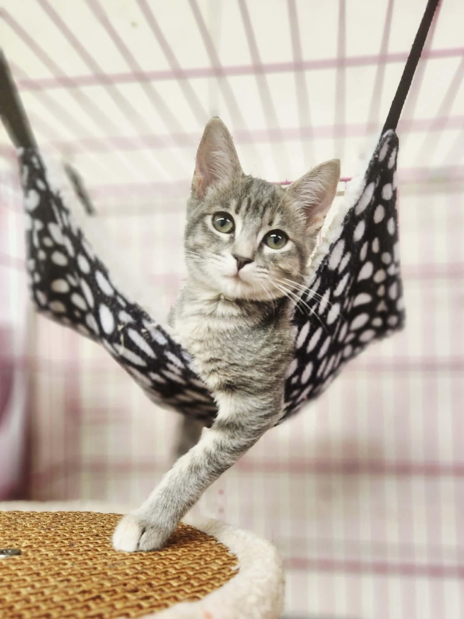 Enlarge Charlotte, a Adoptable Domestic Short Hair in Social Circle, GA image 2/3