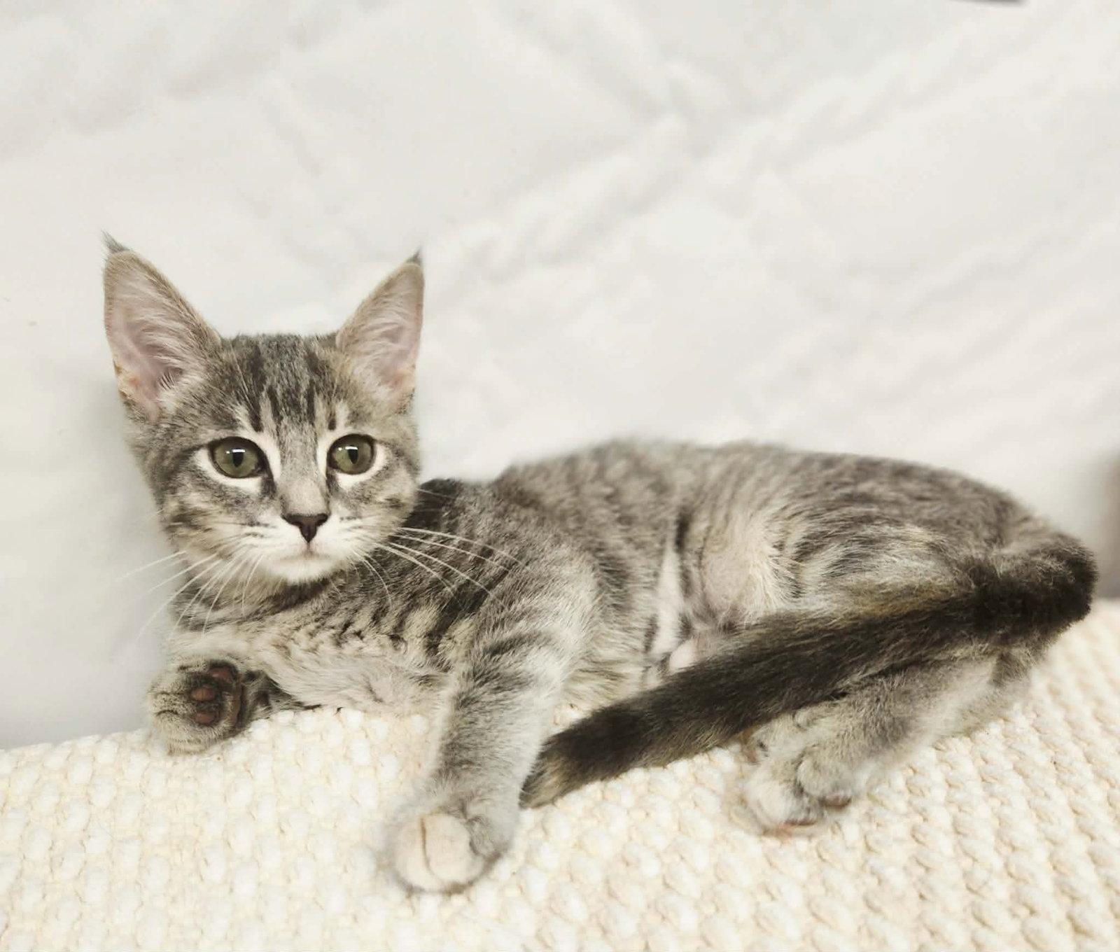 Enlarge Charlotte, a Adoptable Domestic Short Hair in Social Circle, GA image 3/3