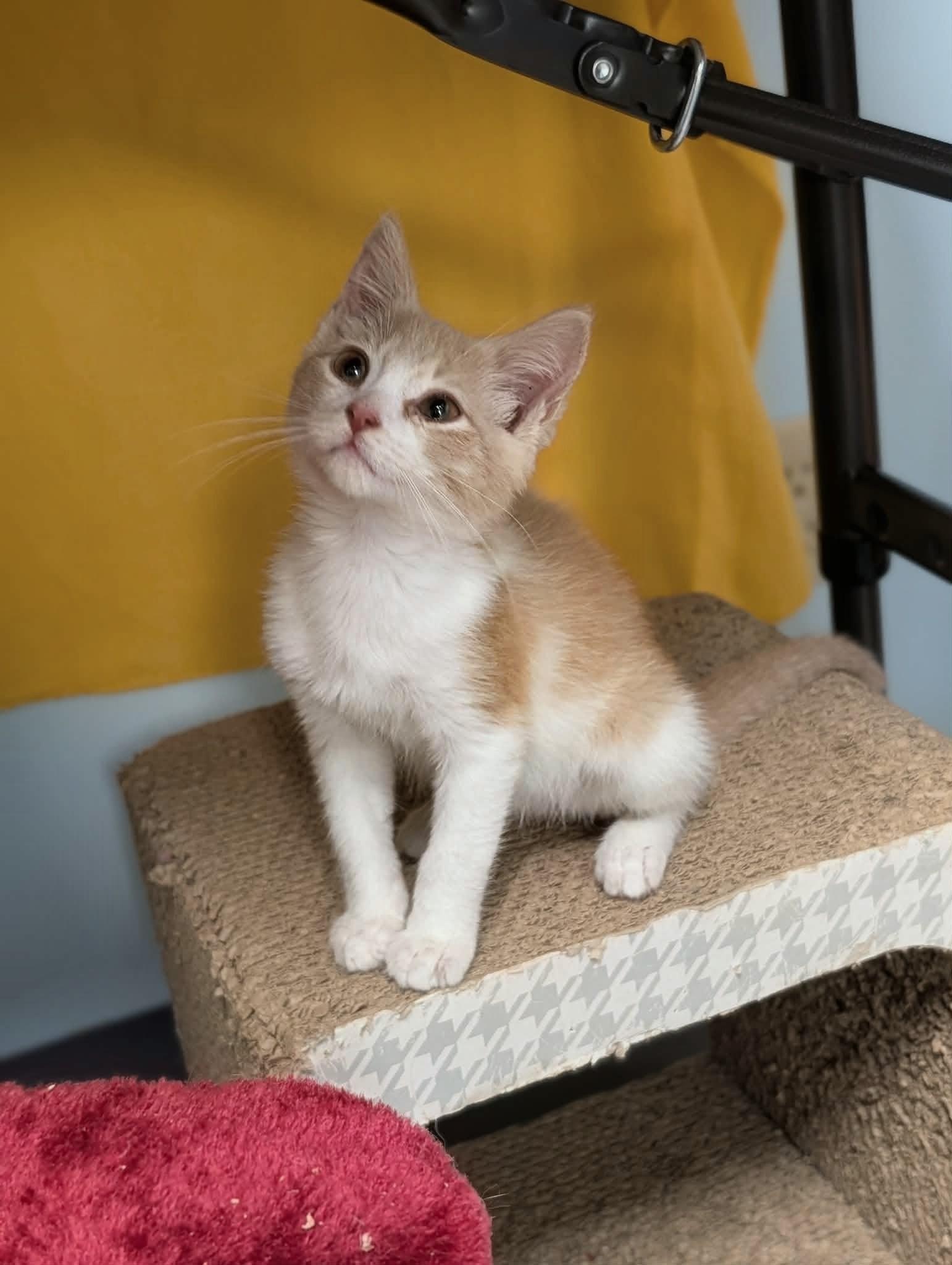 Delta - Sweet and affectionate, a Adoptable Domestic Short Hair in Muskego, WI image 2/6