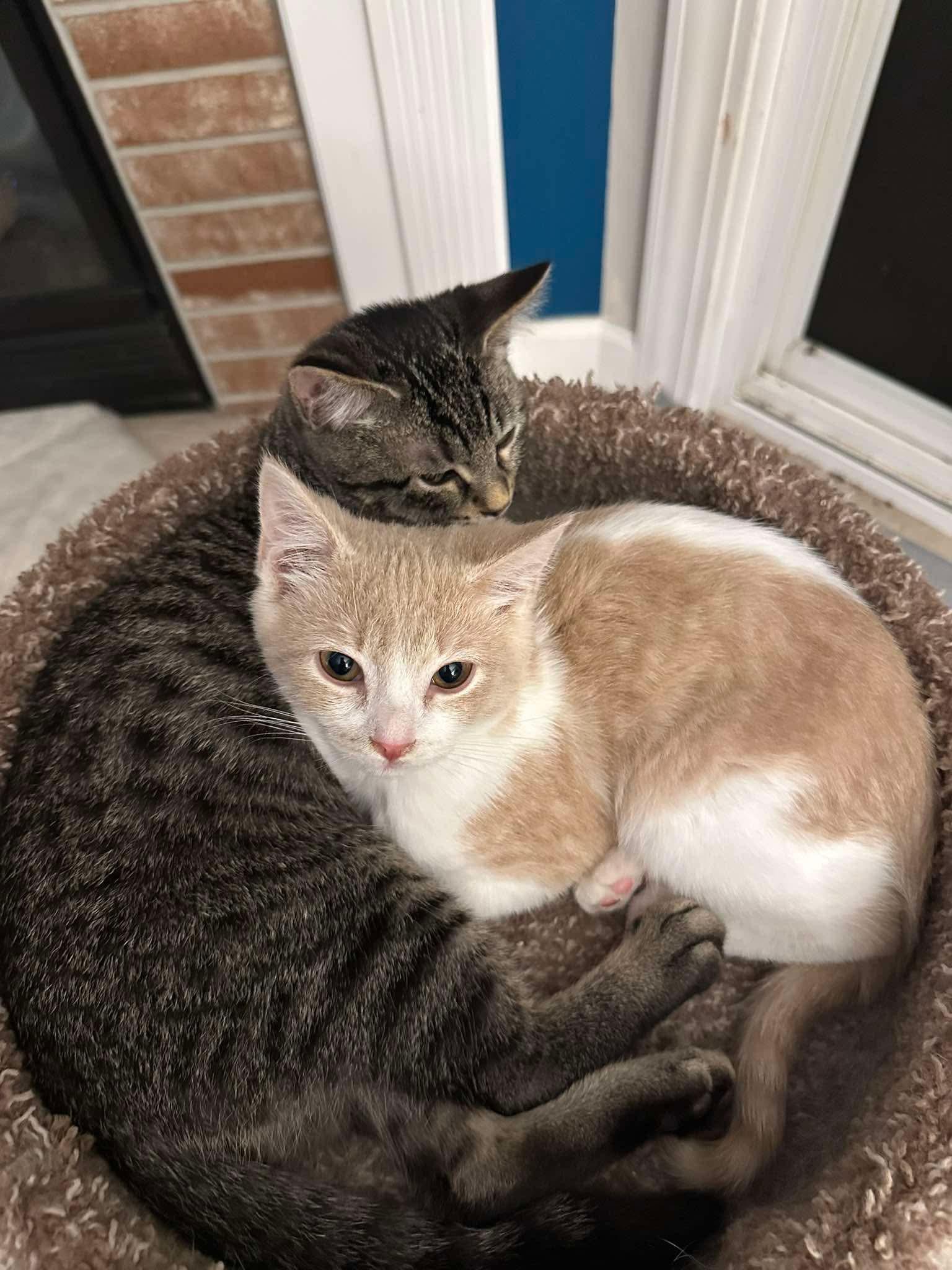 Delta - Sweet and affectionate, a Adoptable Domestic Short Hair in Muskego, WI image 5/6