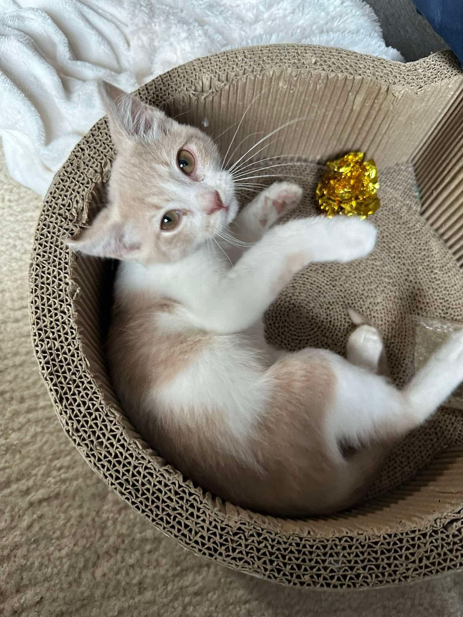 Delta - Sweet and affectionate, a Adoptable Domestic Short Hair in Muskego, WI image 4/6