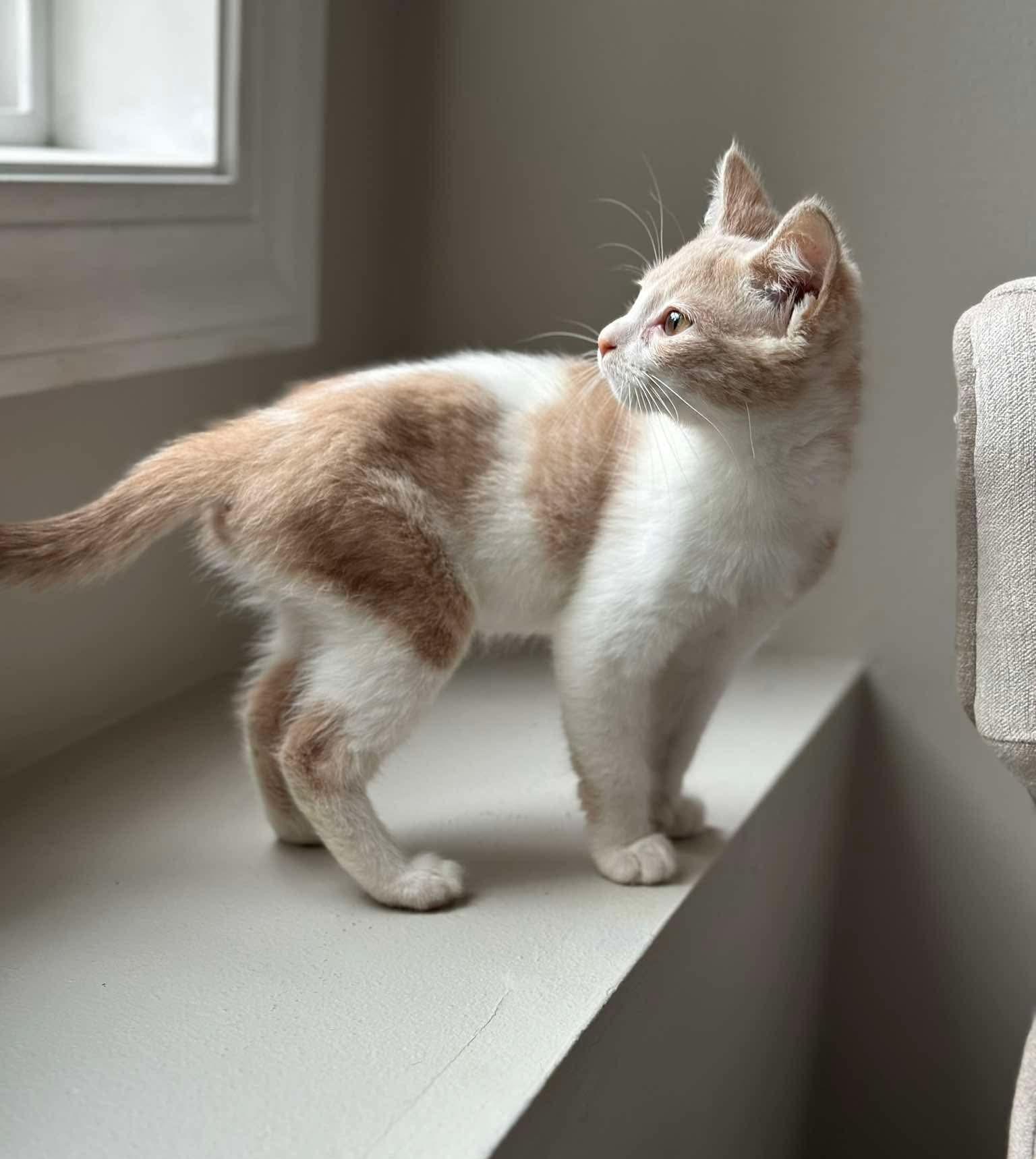 Delta - Sweet and affectionate, a Adoptable Domestic Short Hair in Muskego, WI image 1/6