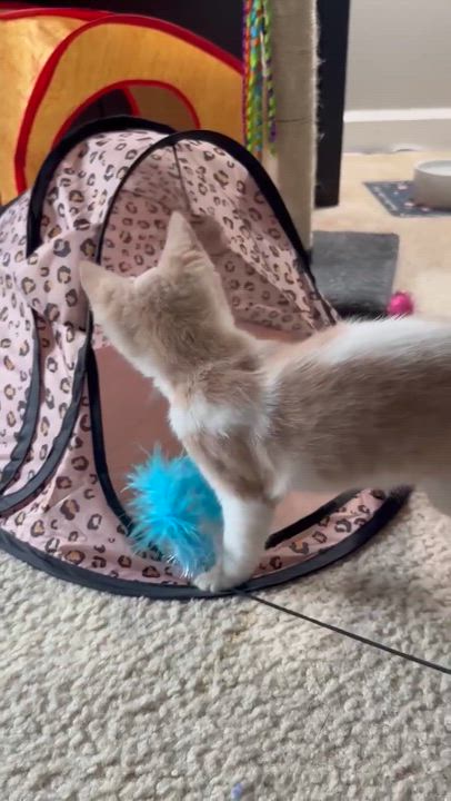 Enlarge Delta - Sweet and affectionate, a Adoptable Domestic Short Hair in Muskego, WI video 3/6