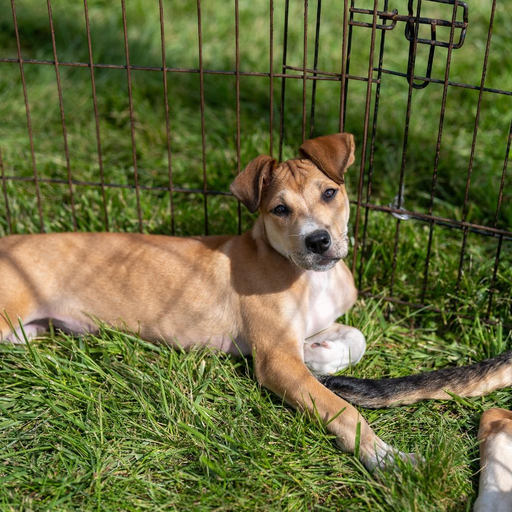 Gemini, Adoptable, Puppy Female Hound & Mixed Breed.