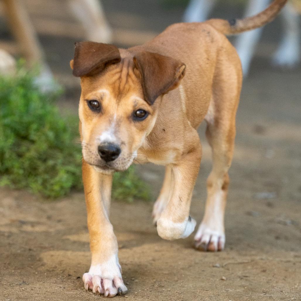 Enlarge Gemini, a Adoptable mixed breed in Pawling, NY image 2/6
