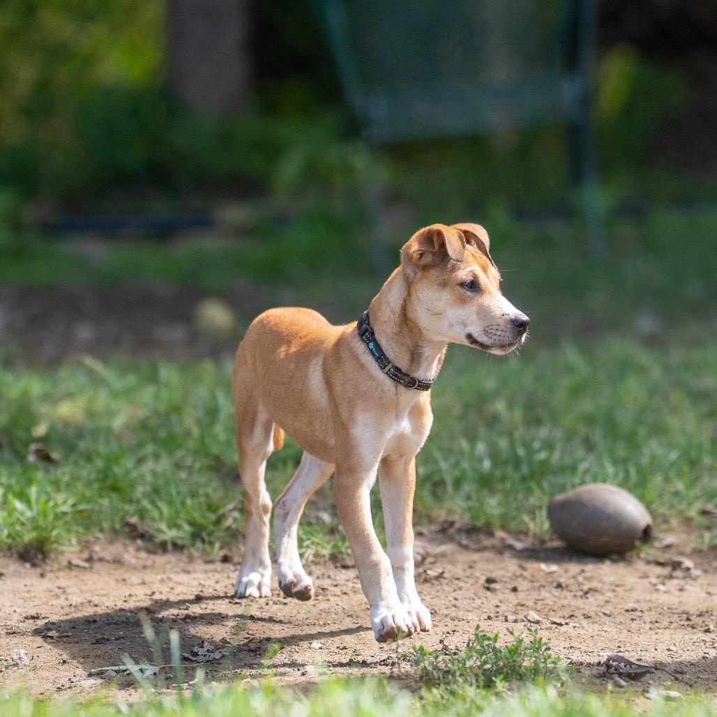 Enlarge Gemini, a Adoptable mixed breed in Pawling, NY image 3/6