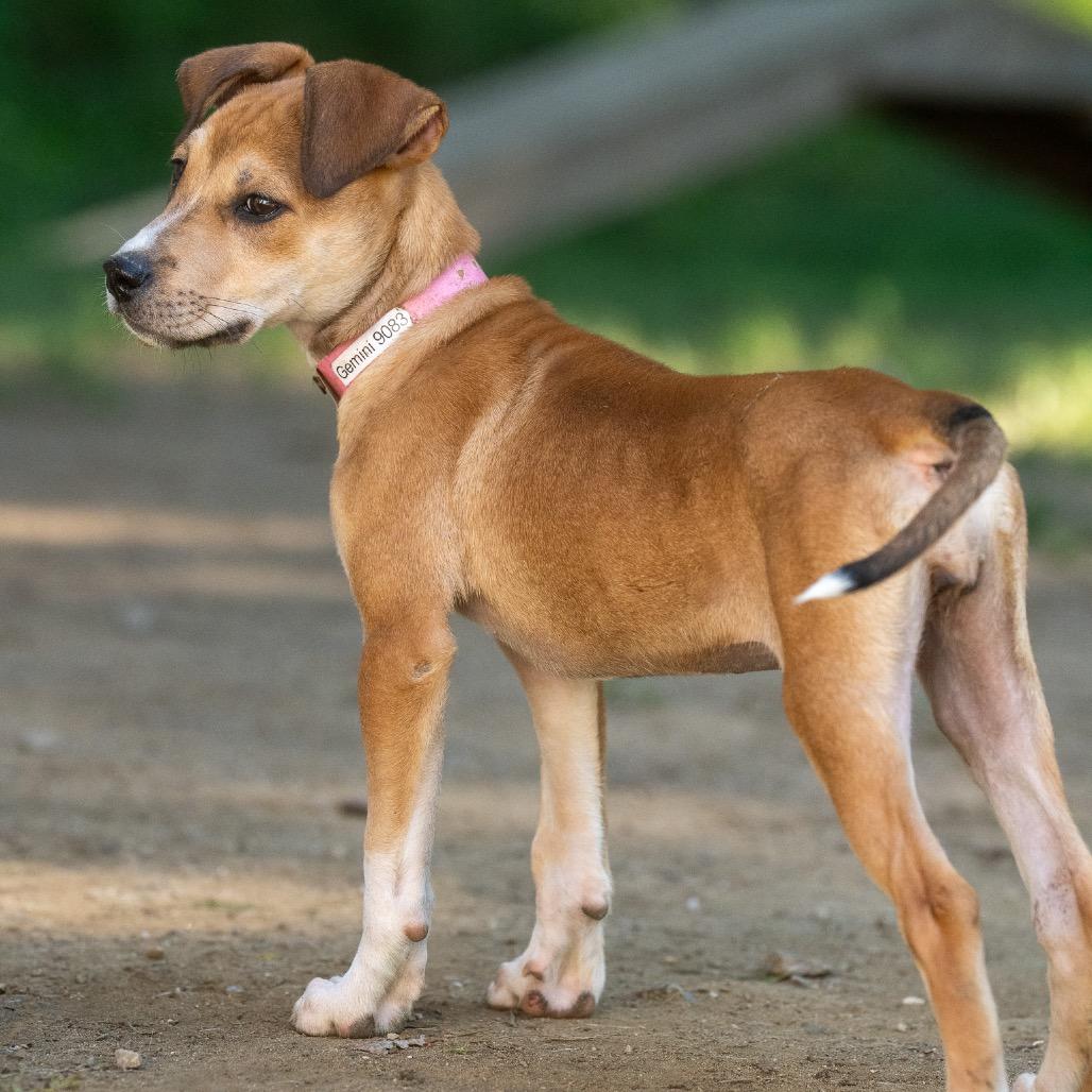 Enlarge Gemini, a Adoptable mixed breed in Pawling, NY image 4/6