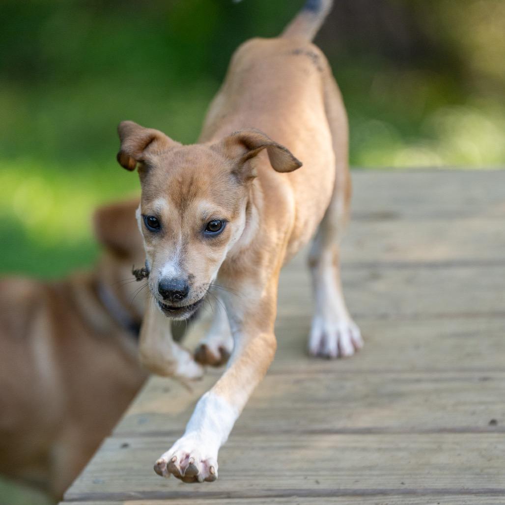 Enlarge Gemini, a Adoptable mixed breed in Pawling, NY image 5/6