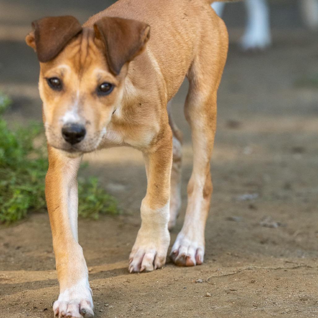 Enlarge Gemini, a Adoptable mixed breed in Pawling, NY image 6/6
