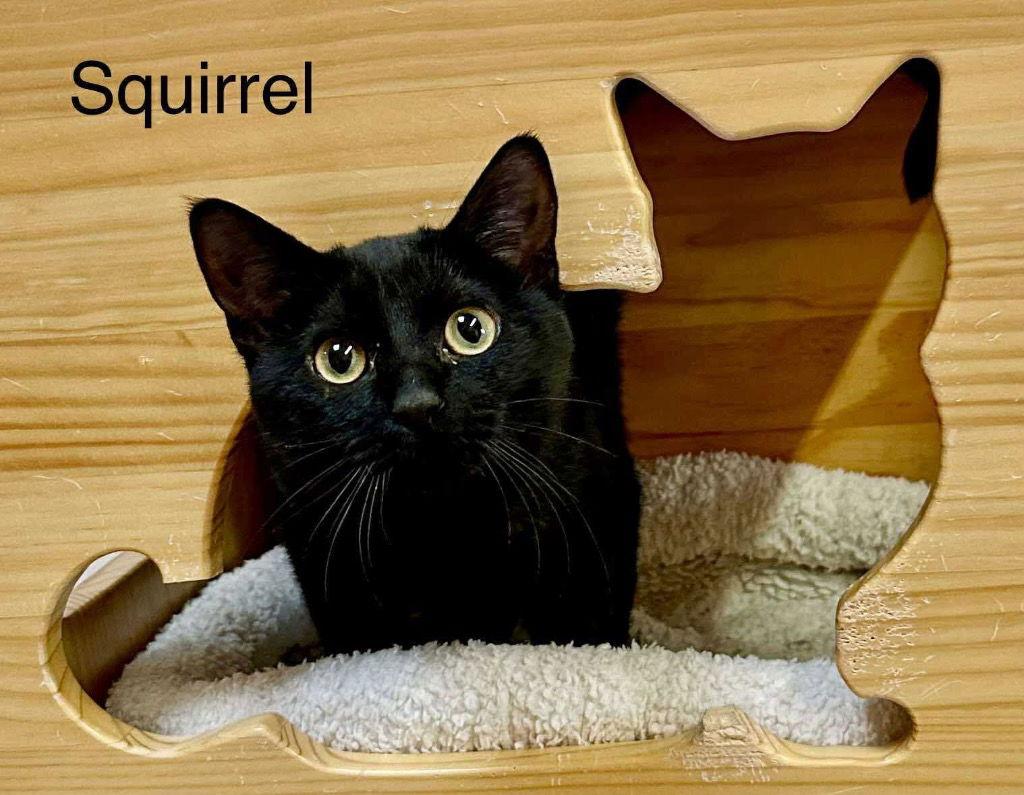 Squirrel, Adoptable, Young Female Domestic Short Hair.