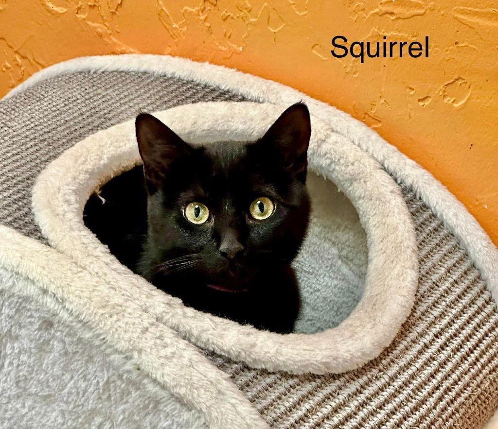 Enlarge Squirrel, a Adoptable Domestic Short Hair in Saint George, UT image 2/3