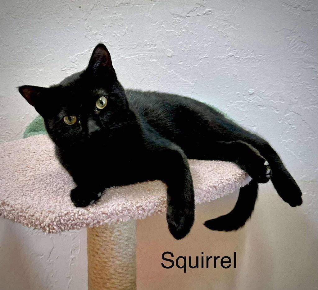 Enlarge Squirrel, a Adoptable Domestic Short Hair in Saint George, UT image 3/3