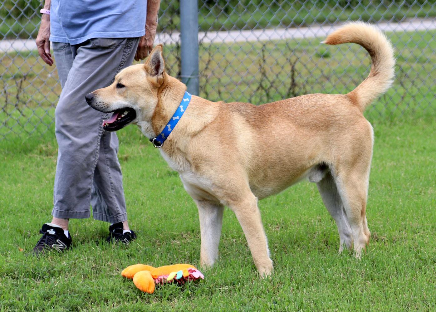 Enlarge Benji (AO37186), a Adoptable mixed breed in Kansas City, KS image 4/6