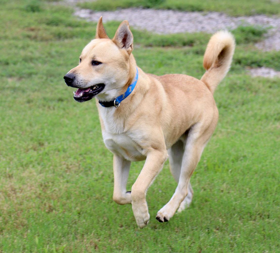 Enlarge Benji (AO37186), a Adoptable mixed breed in Kansas City, KS image 6/6