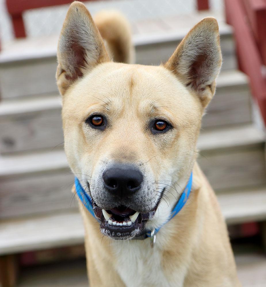 Benji (AO37186), Adoptable, Young Male Chow Chow & Shiba Inu.