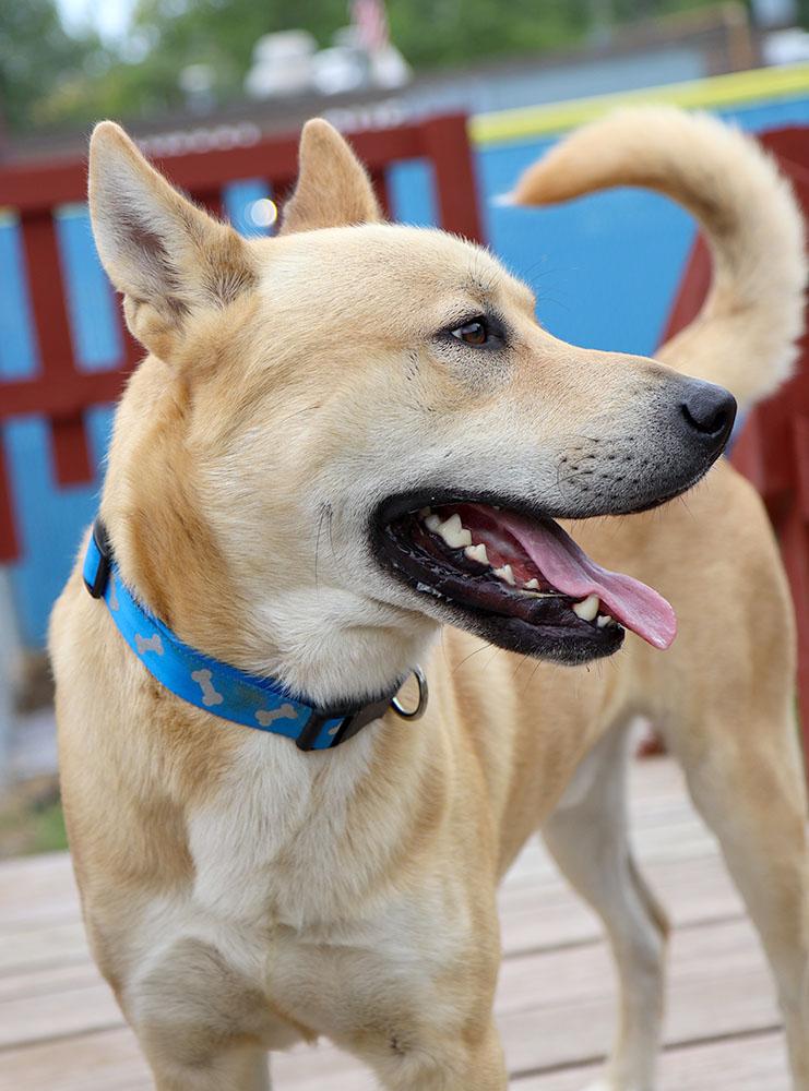 Enlarge Benji (AO37186), a Adoptable mixed breed in Kansas City, KS image 3/6