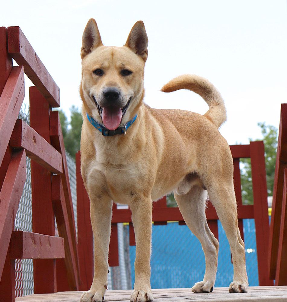 Enlarge Benji (AO37186), a Adoptable mixed breed in Kansas City, KS image 2/6