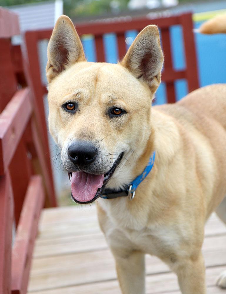 Enlarge Benji (AO37186), a Adoptable mixed breed in Kansas City, KS image 5/6