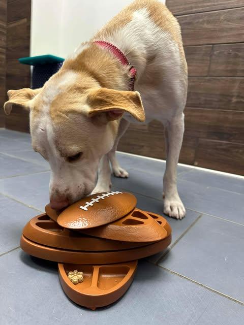 Enlarge Kanga, a Adoptable mixed breed in Vernon, CT image 6/6