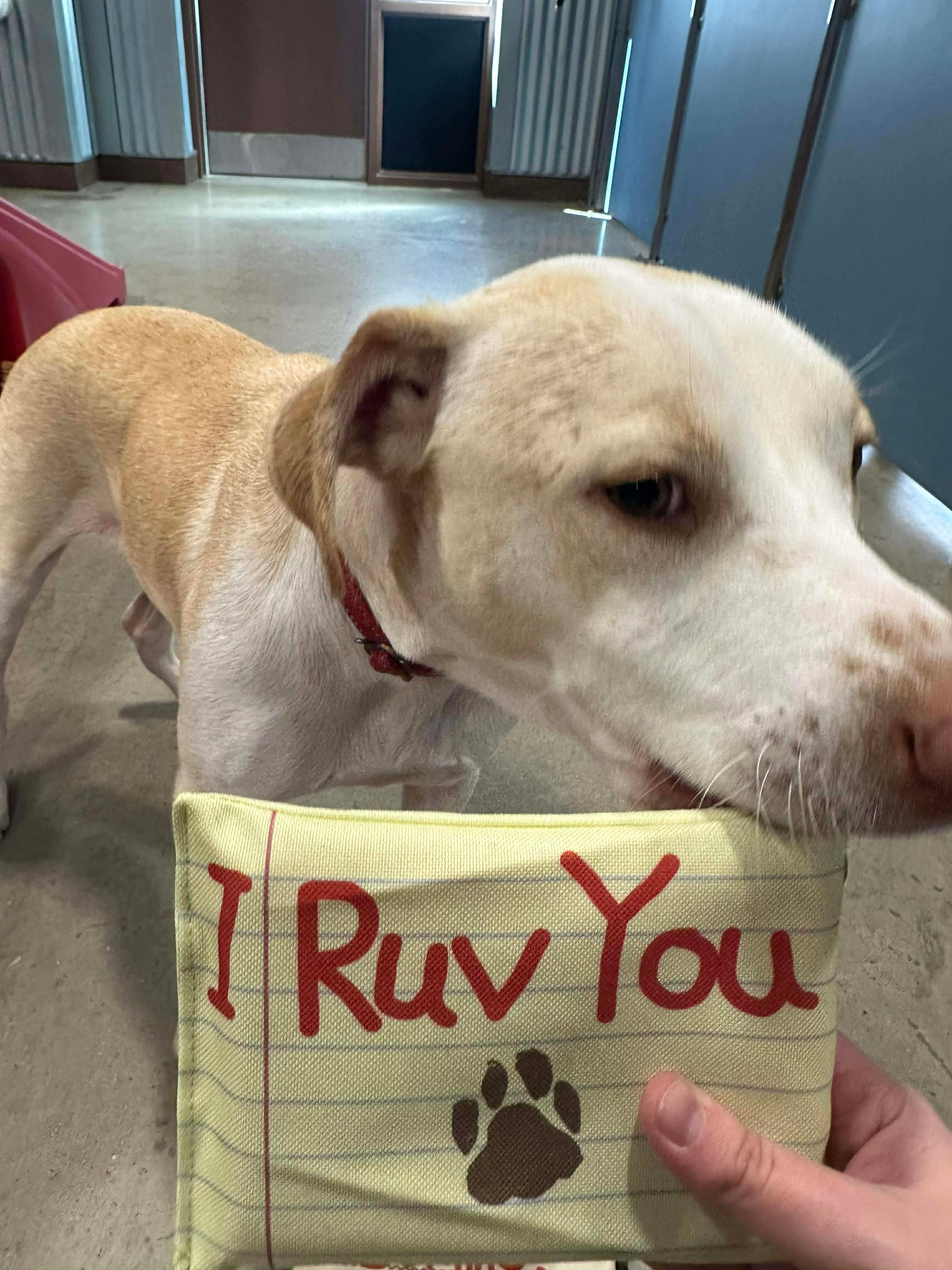 Enlarge Kanga, a Adoptable mixed breed in Vernon, CT image 2/6