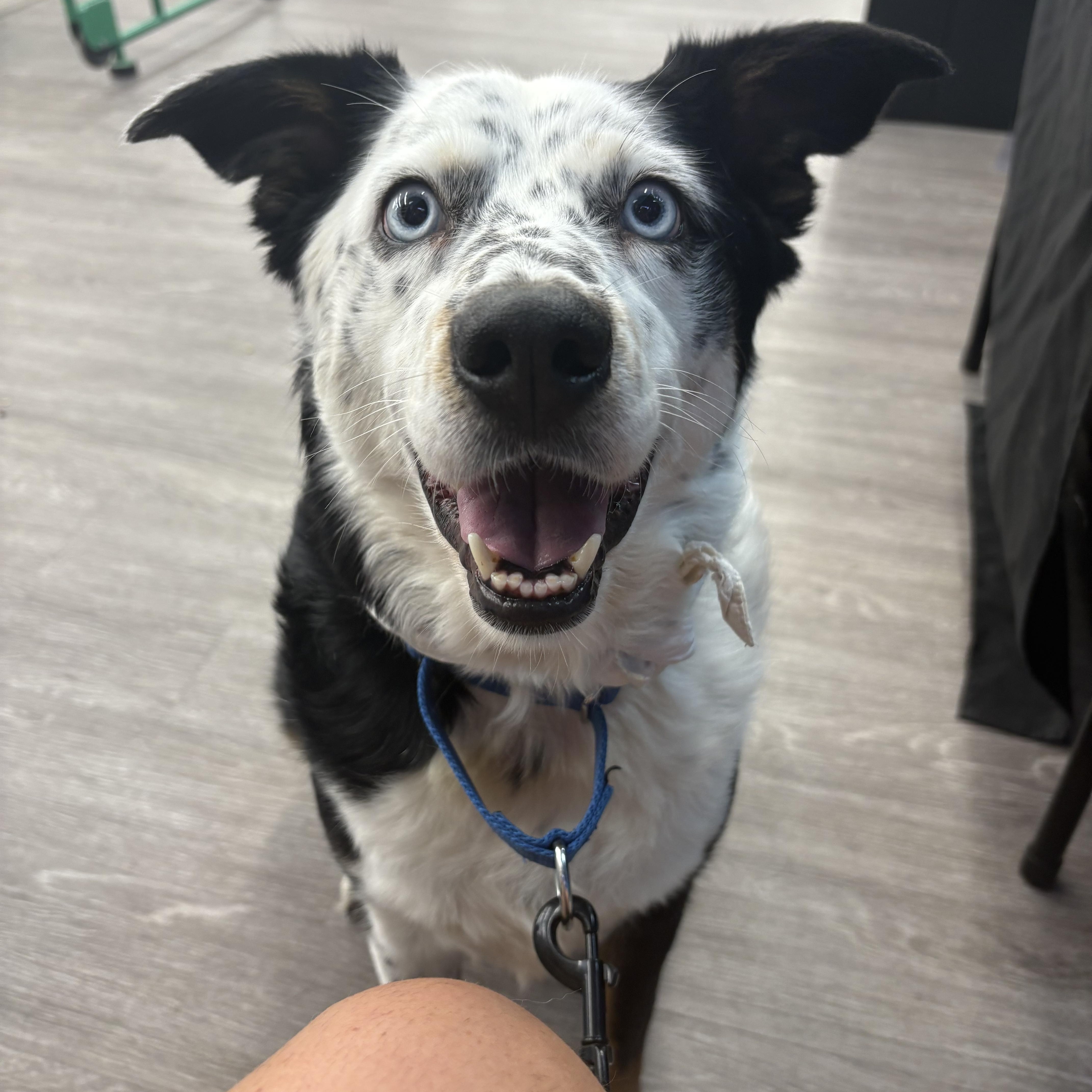 Enlarge Franny, a Adoptable Australian Shepherd in Rock Hill, SC image 1/2
