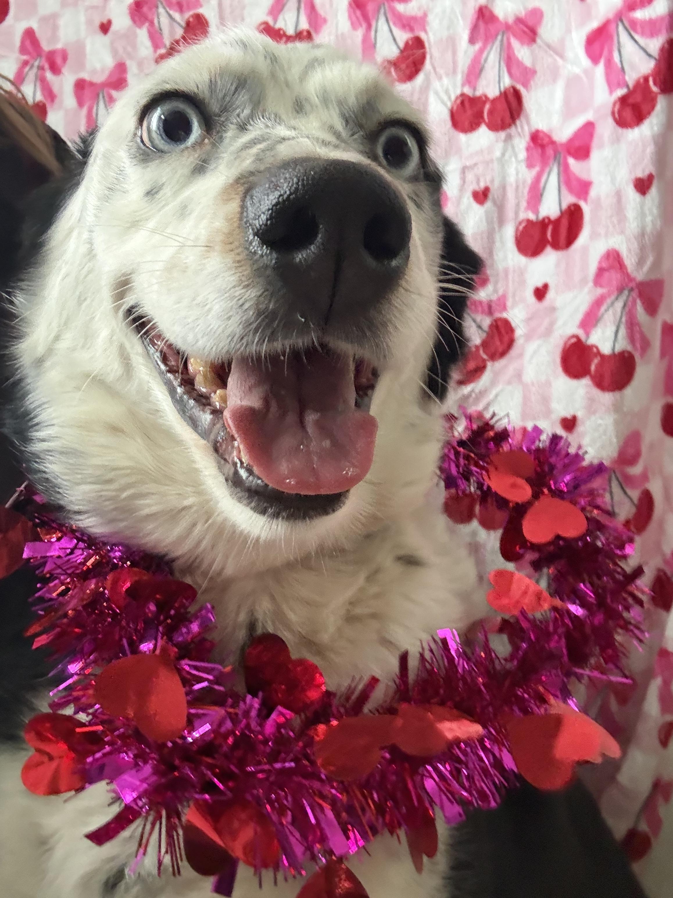 Enlarge Franny, a Adoptable Australian Shepherd in Rock Hill, SC image 1/2