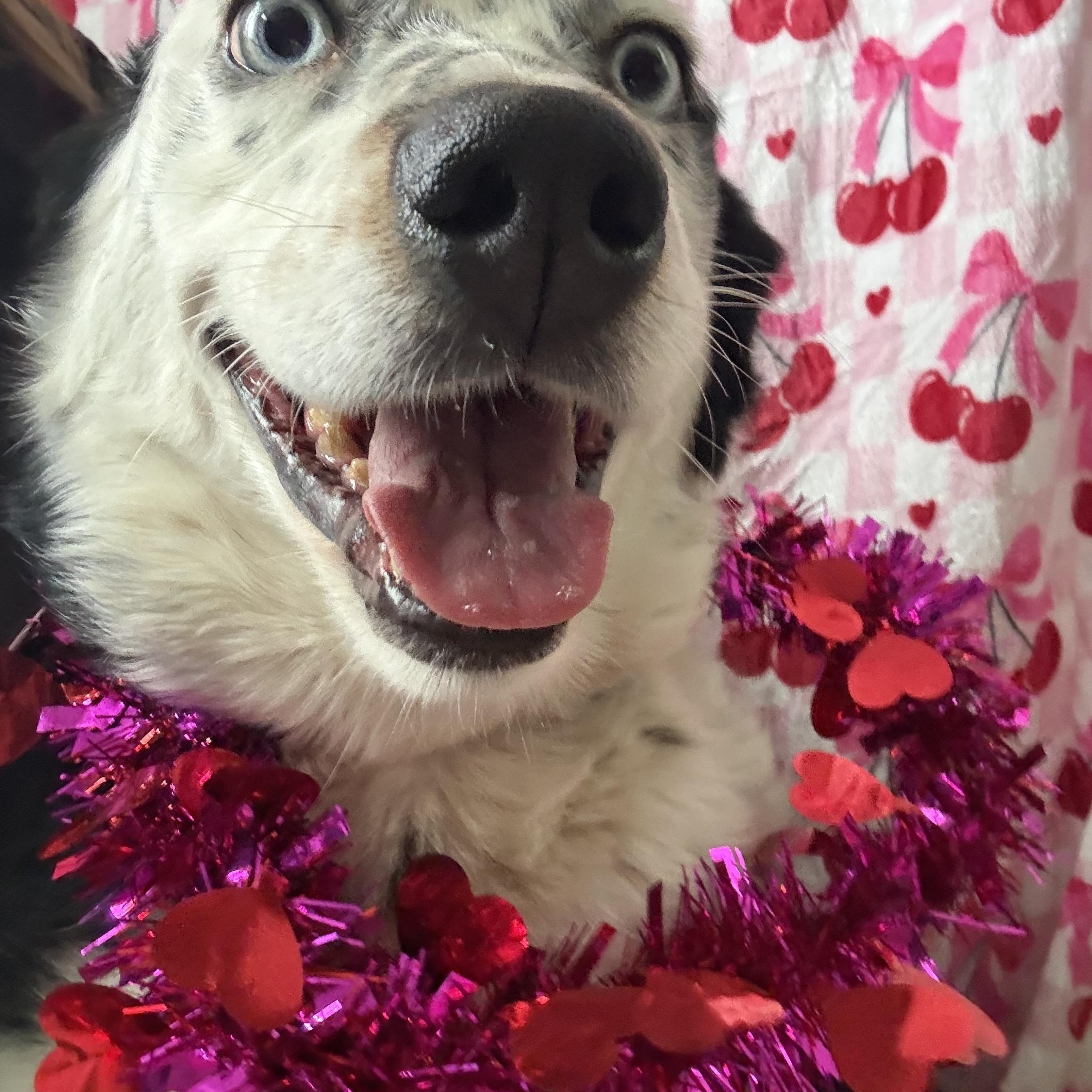 Enlarge Franny, a Adoptable Australian Shepherd in Rock Hill, SC image 2/2