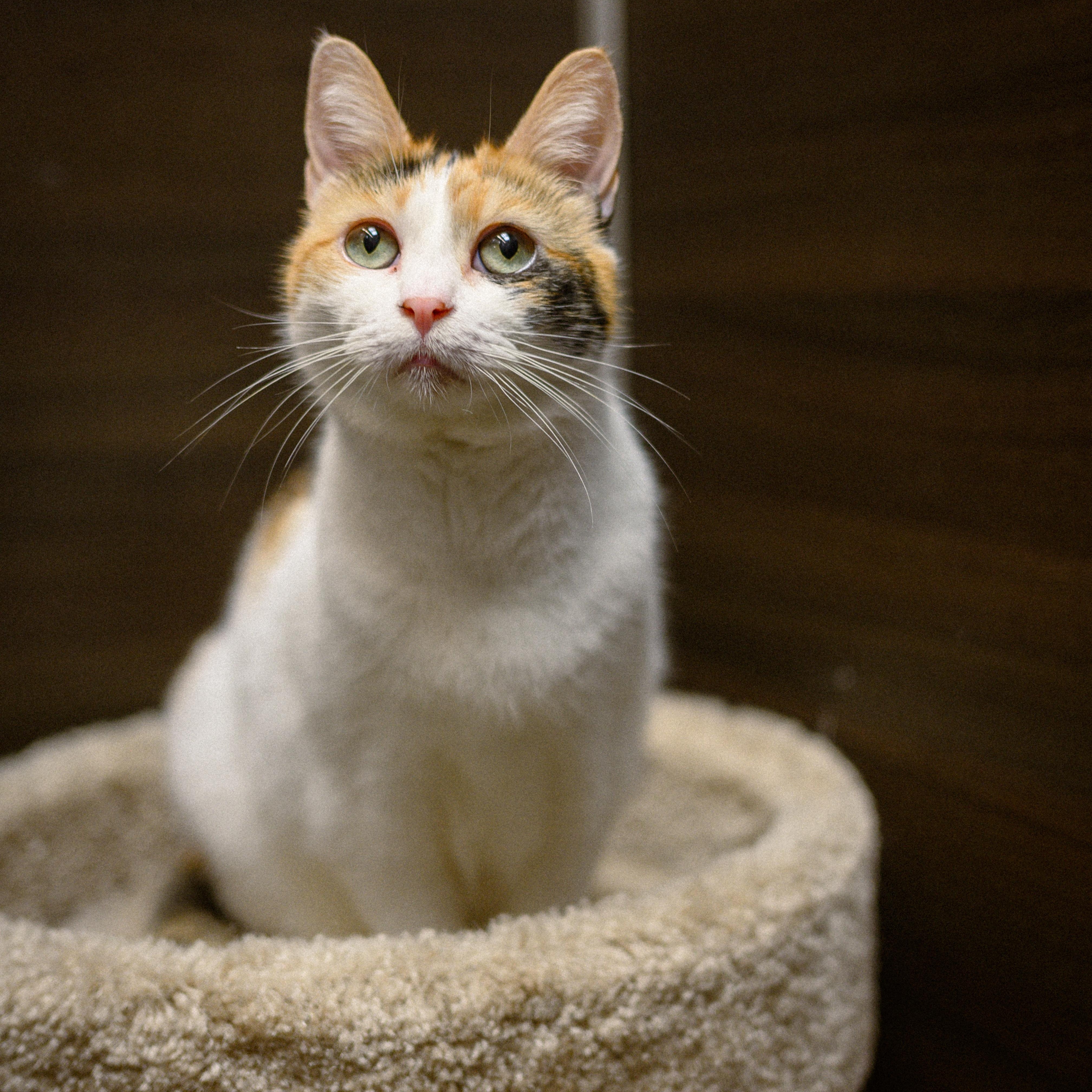 Precious, ADOPTABLE, Senior Female Domestic Short Hair.