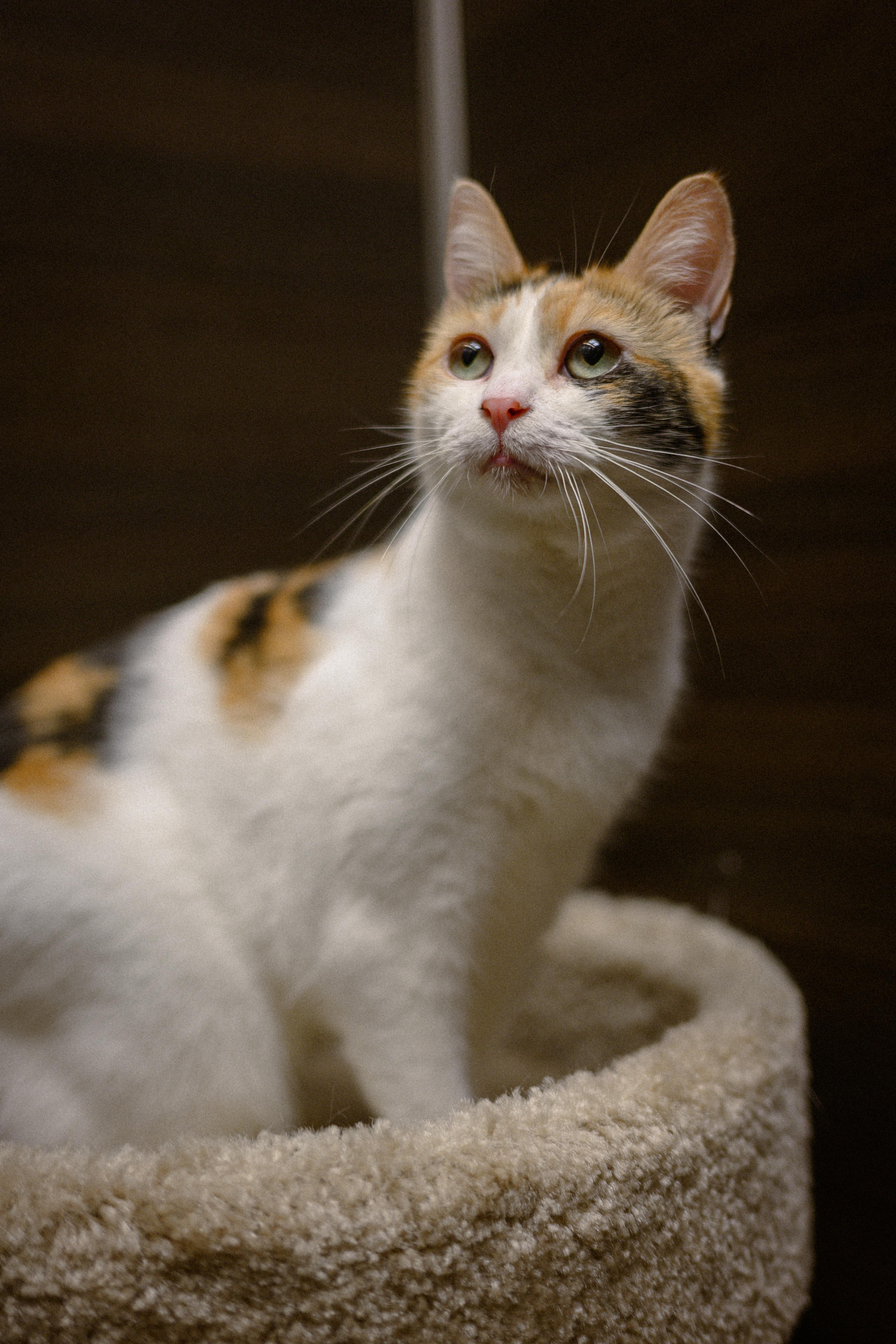 Precious, a ADOPTABLE Domestic Short Hair in Fairfield, CA image 2/3