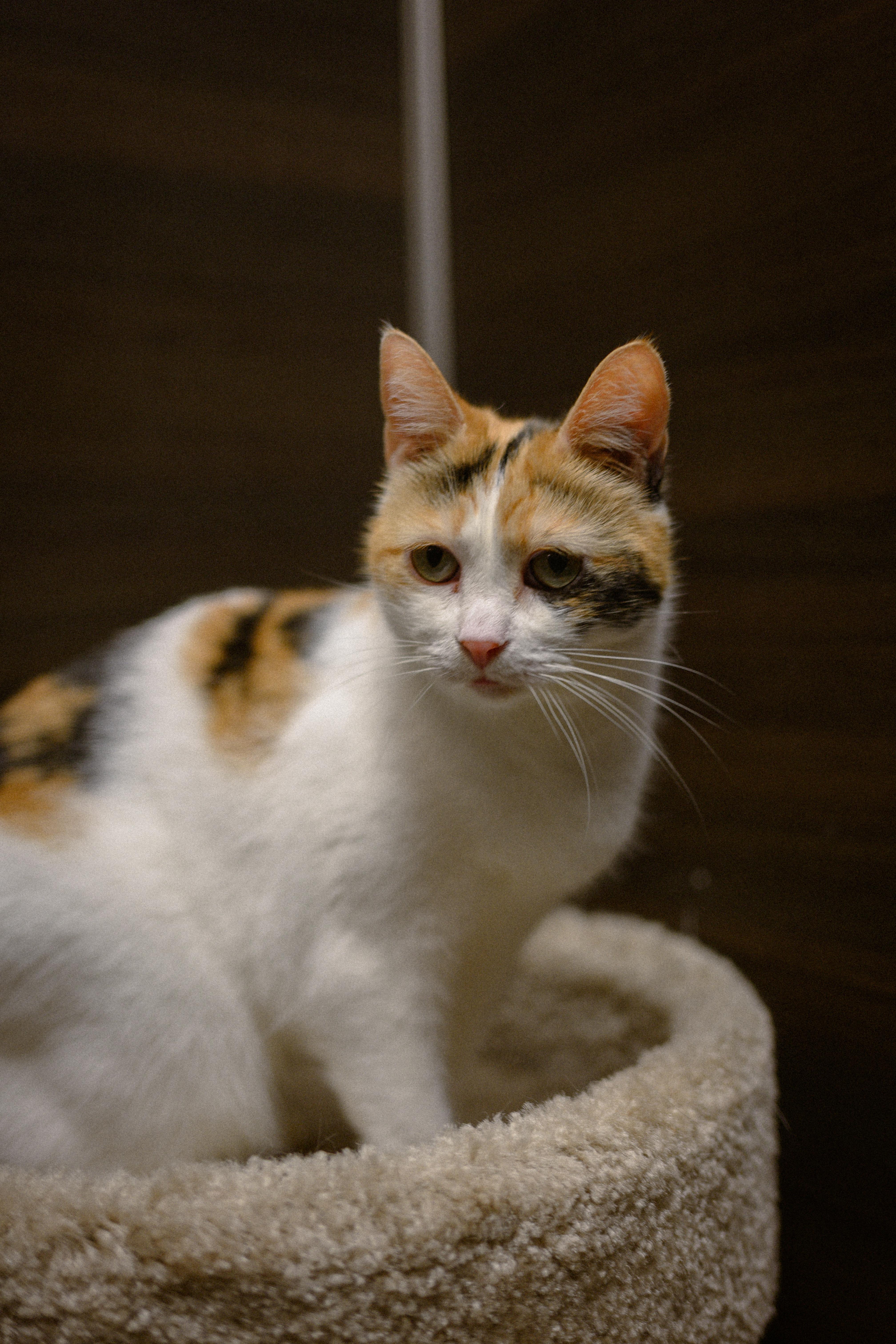 Precious, a ADOPTABLE Domestic Short Hair in Fairfield, CA image 3/3