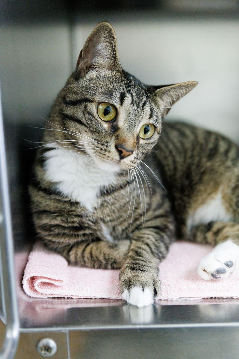Shayla, ADOPTABLE, Young Female Domestic Short Hair.