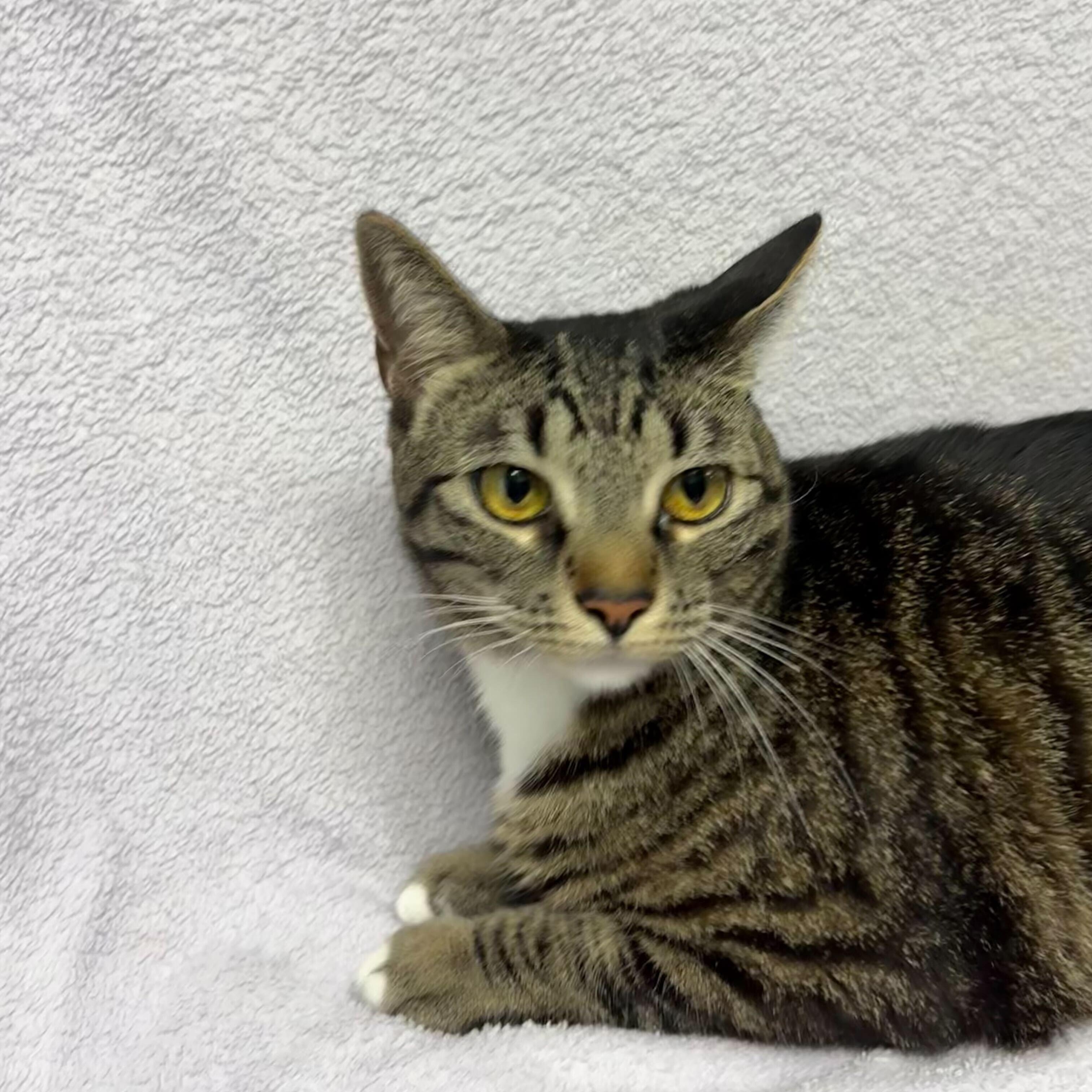 Shayla, ADOPTABLE, Young Female Domestic Short Hair.