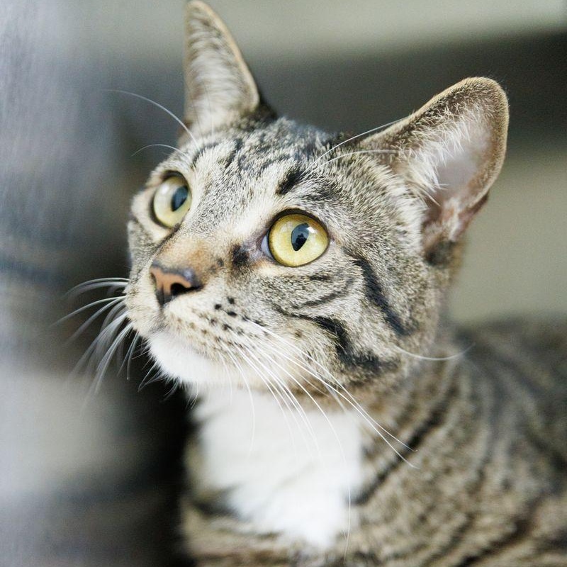 Shayla, a ADOPTABLE Domestic Short Hair in Valdosta, GA image 3/3