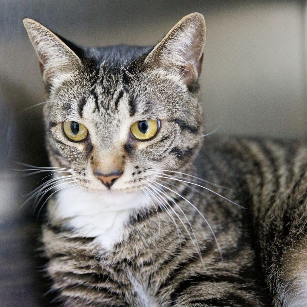 Shayla, a ADOPTABLE Domestic Short Hair in Valdosta, GA image 2/3