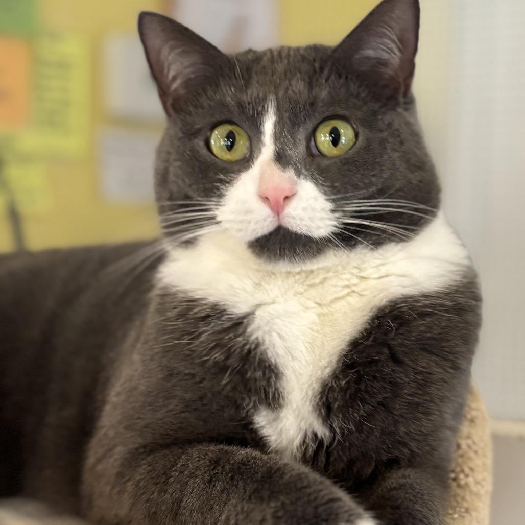 Enlarge Pearl, a Adoptable Domestic Short Hair in Calverton, NY image 1/3